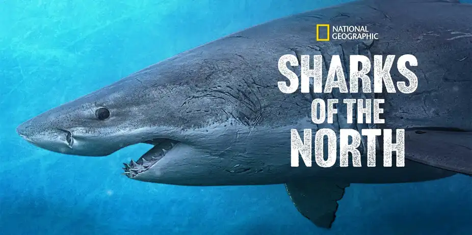 Sharks of the North