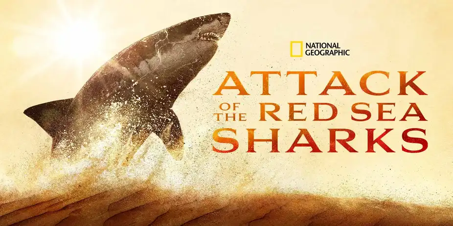 Attack of the Red Sea Sharks