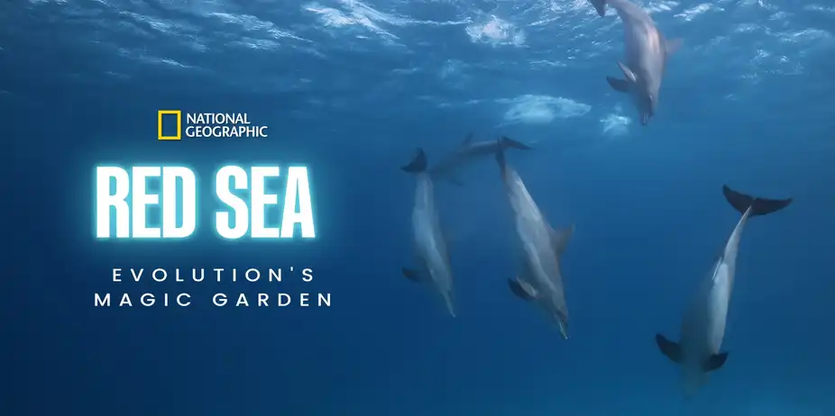 Red Sea: Evolution's Magic Garden