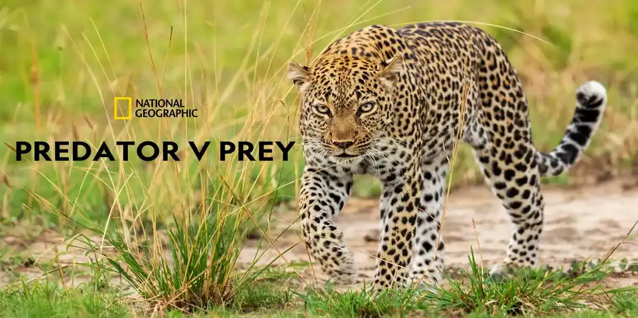 Predator V Prey