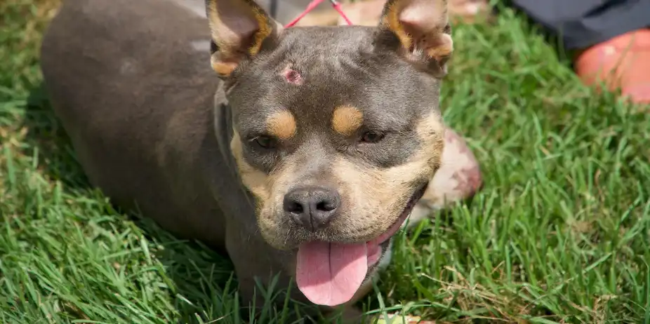 Critter Fixers: Country Vets S3 E11 - A Ruff Day