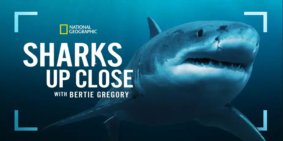 Sharks Up Close with Bertie Gregory