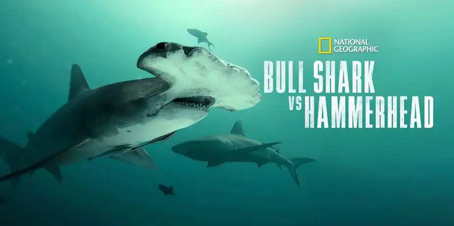 Bull Shark vs. Hammerhead