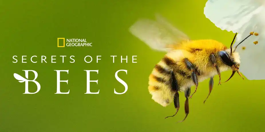Secrets of the Bees