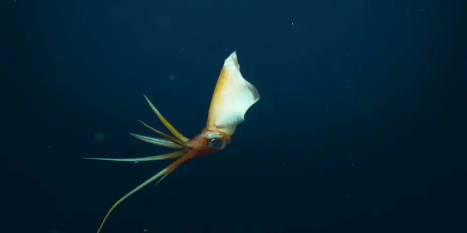 Ocean Xplorers S1 E2 - Giants of the Deep