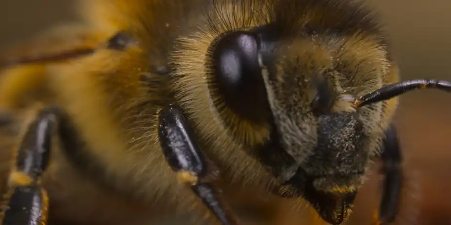 Secrets of the Bees S1 E1 - The Hive