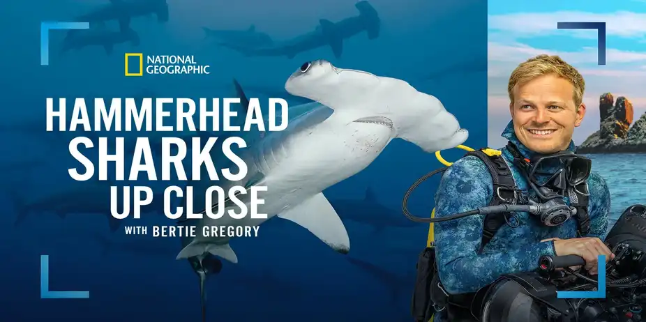 Hammerhead Sharks Up Close with Bertie Gregory
