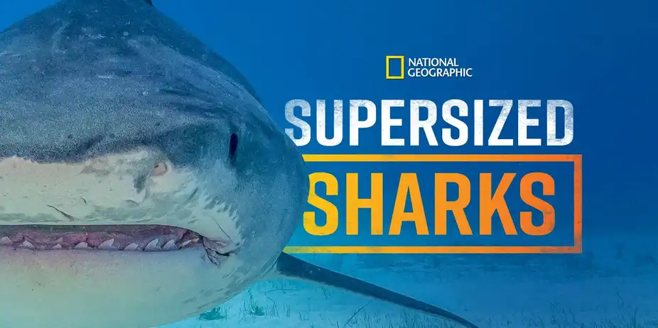 Supersized Sharks