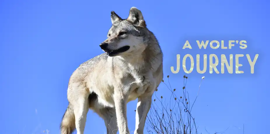 A Wolf’s Journey
