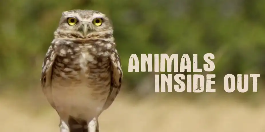 Animals Inside Out