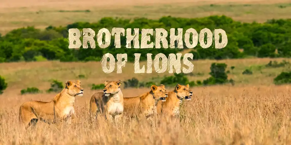 Brotherhood Of Lions