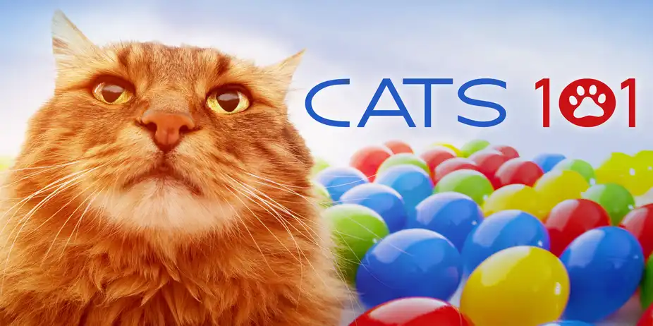 Dogs 101 / Cats 101 / Pets 101