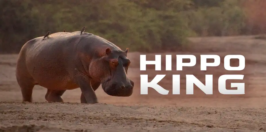 Hippo King