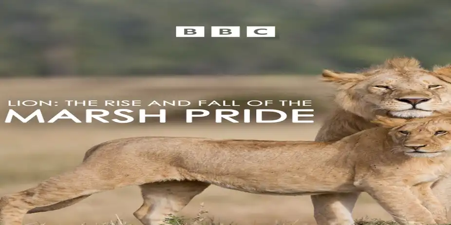 Lion The Rise and Fall of the Marsh Pride