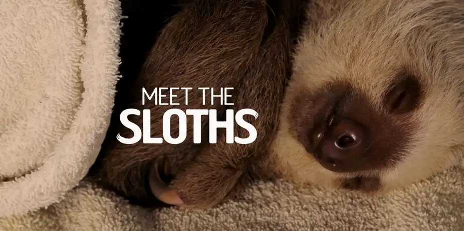 Meet The Sloths