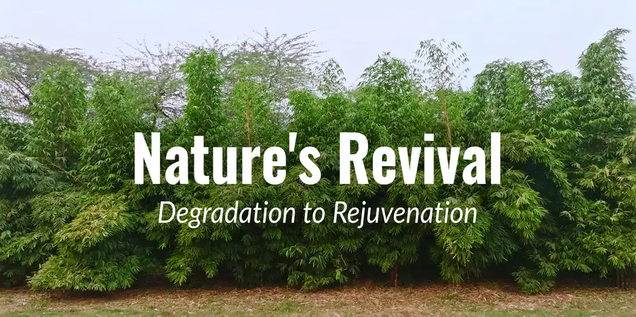 Nature's Revival: Degradation to Rejuvenation