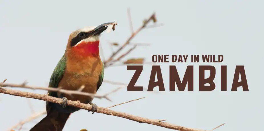 One Day In Wild Zambia
