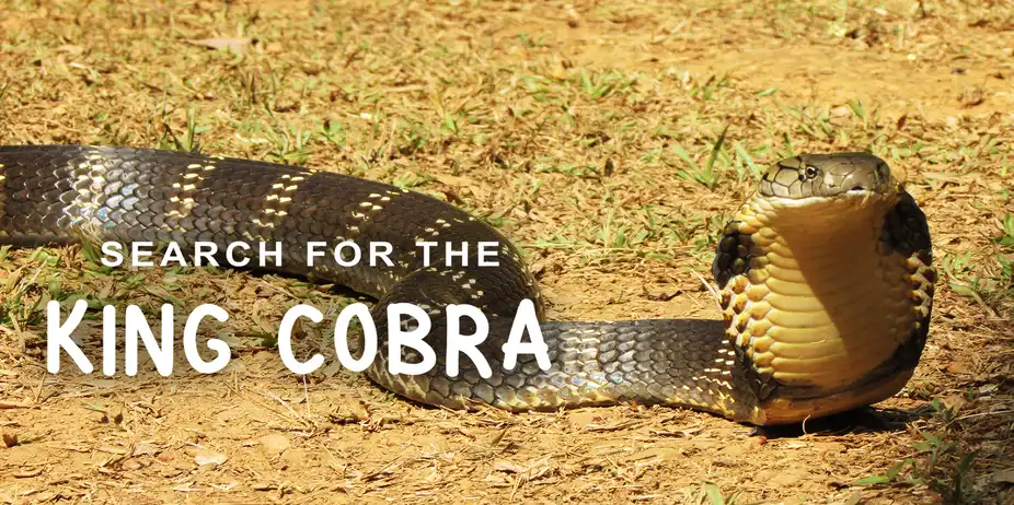 Search for the King Cobra
