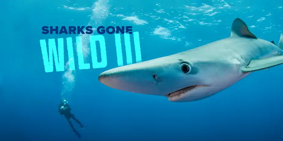 Sharks Gone Wild