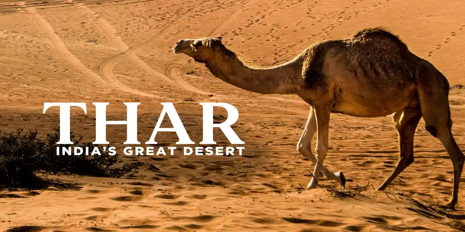 Thar Indias Great Desert