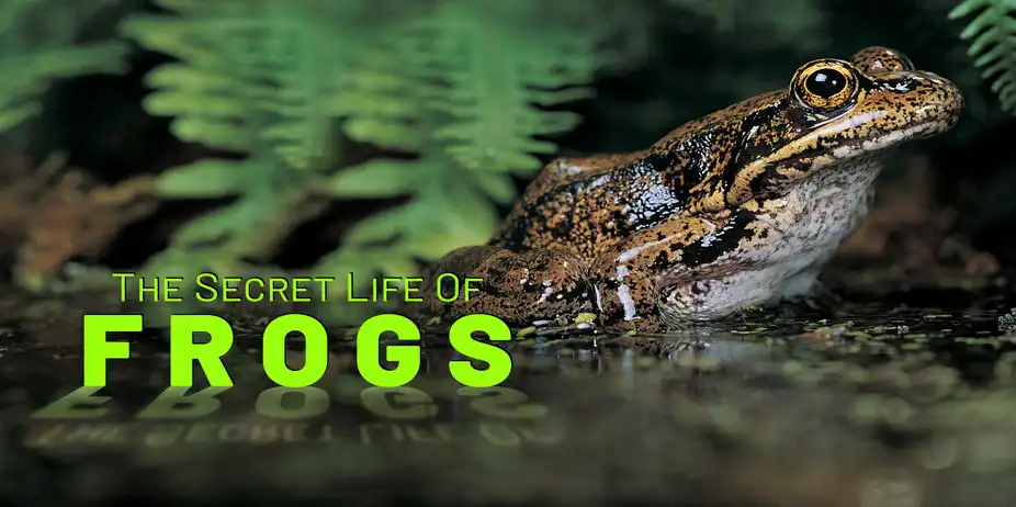 The Secret Life Of Frog