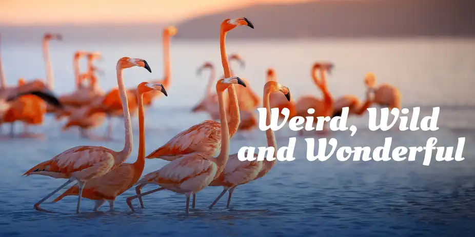 Weird, Wild And Wonderful