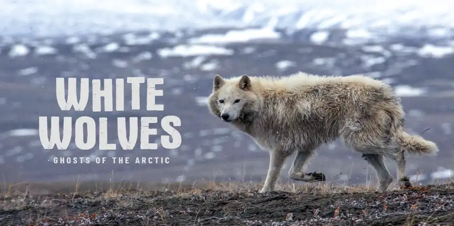 White Wolves: Ghosts of the Arctic