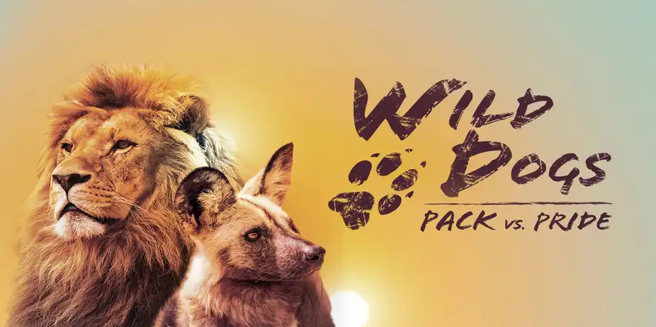 Wild Dogs: Packs Vs. Pride