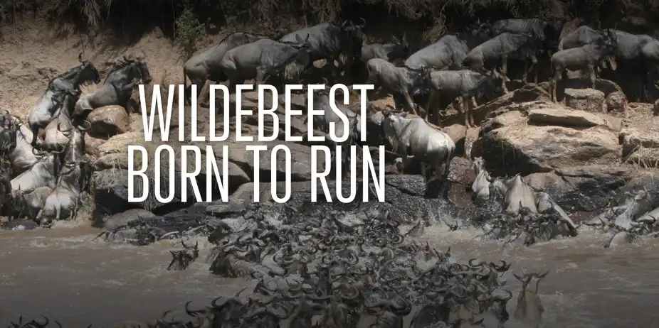 Wildebeest: Born To Run