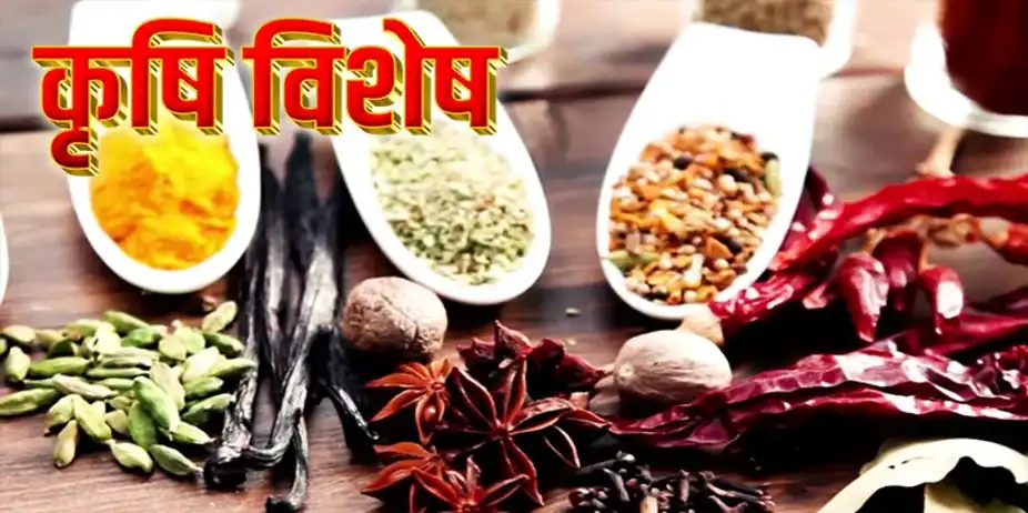 KRISHI VISHESH - AVOCADO