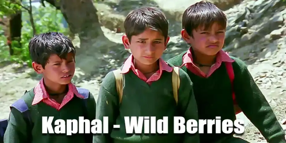 Kaphal - Wild Berries