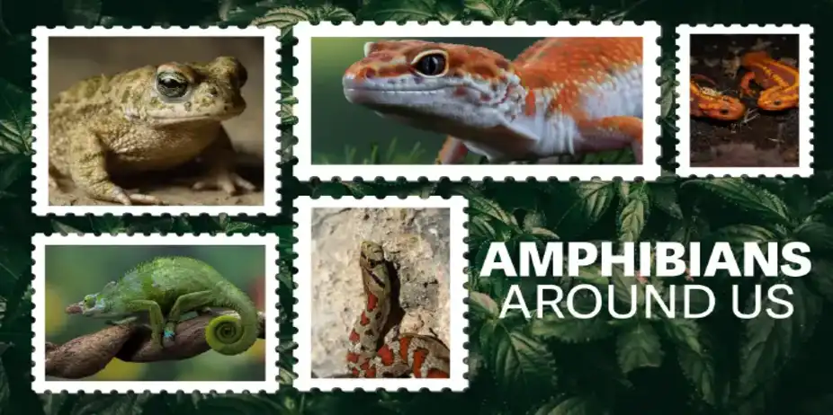 Amphibians Around Us