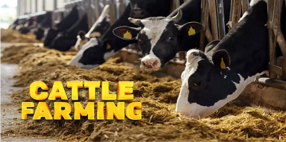 CATTLE FARMING