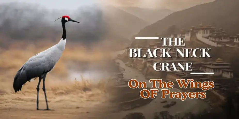 The Black Neck Crane "On The Wings of Prayer"