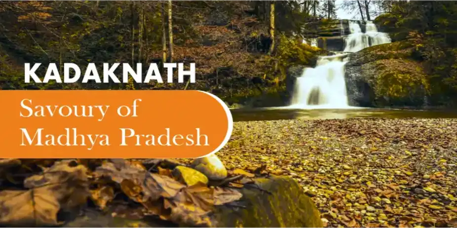 Kadaknath Savoury of Madhya Pradesh