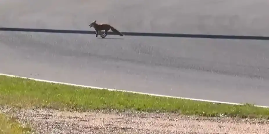 Unexpected Overtake! Fox sprinted into Zandvoort